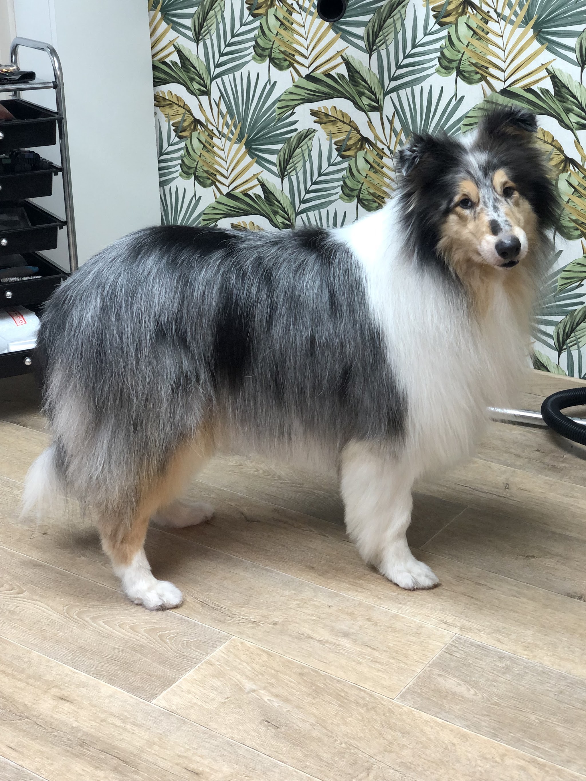 Een Shetland sheepdog staat in de salon voor het bladerbehang