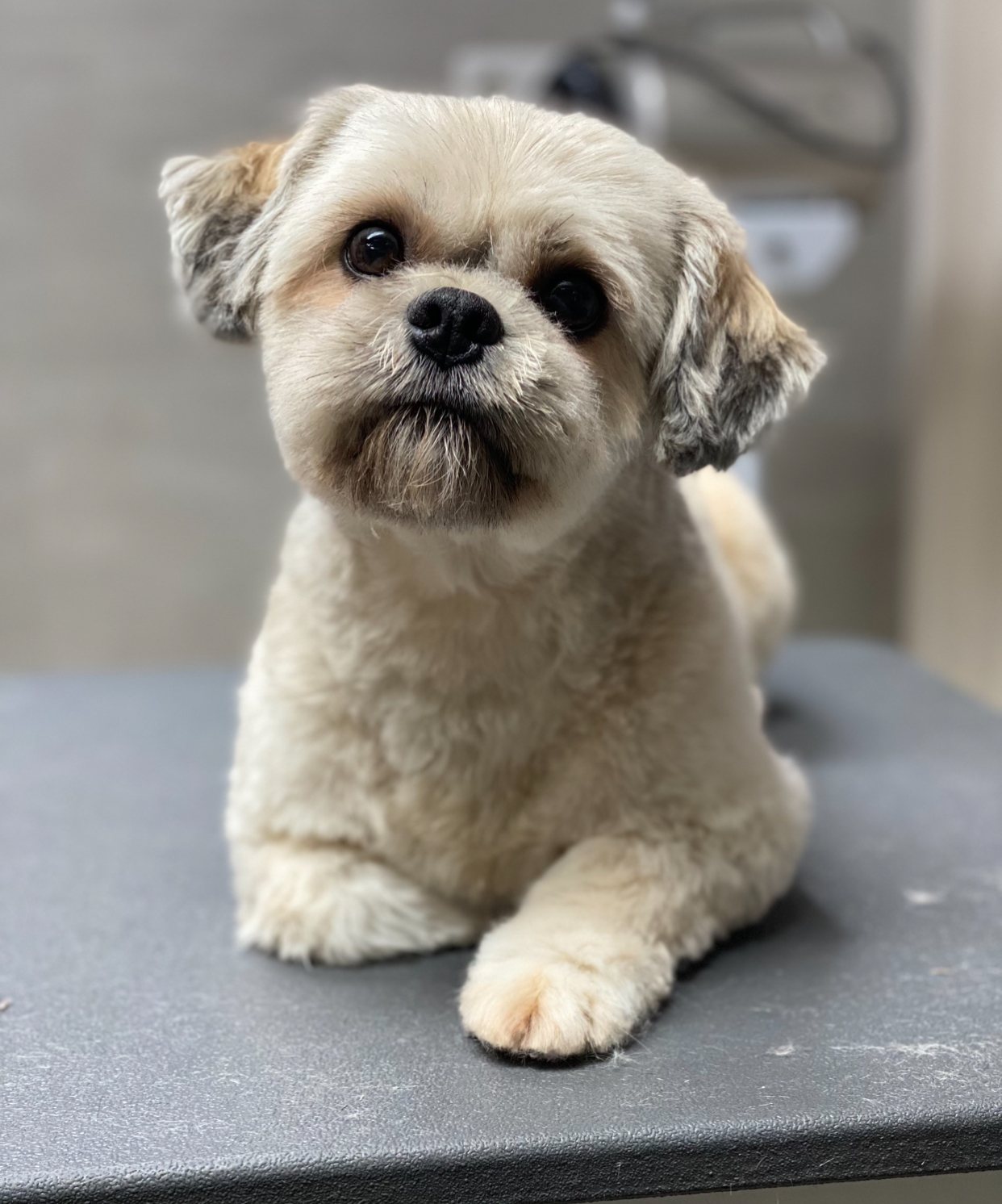 Een kleine hond met een korte, ronde knipbeurt ligt op de trimtafel