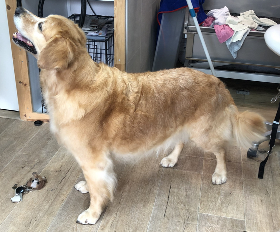 Een golden retriever staat in de salon