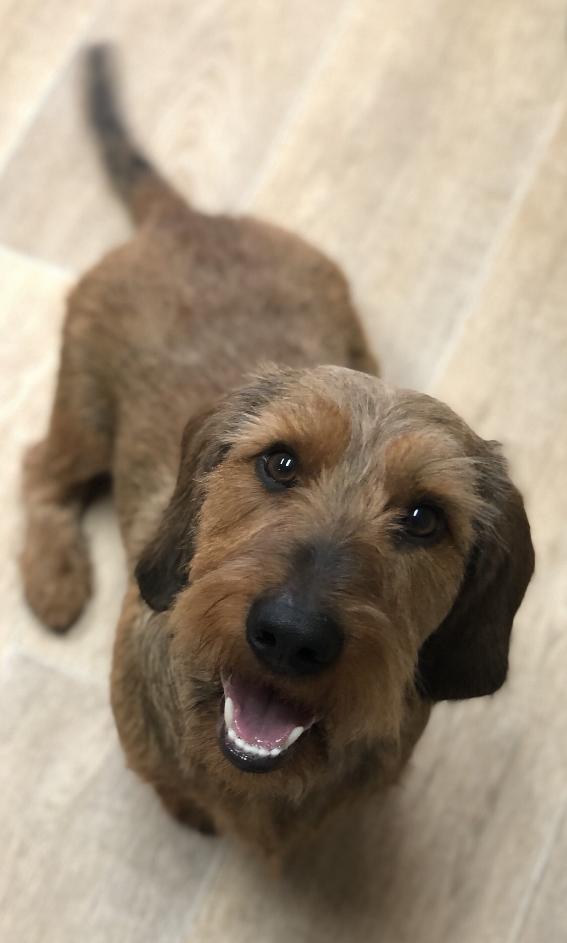 Een ruwharige hond kijkt omhoog vanaf de vloer