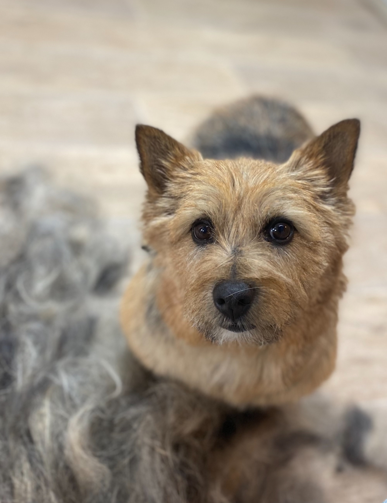 Een kleine terrier zit naast een hoopje geknipte vacht
