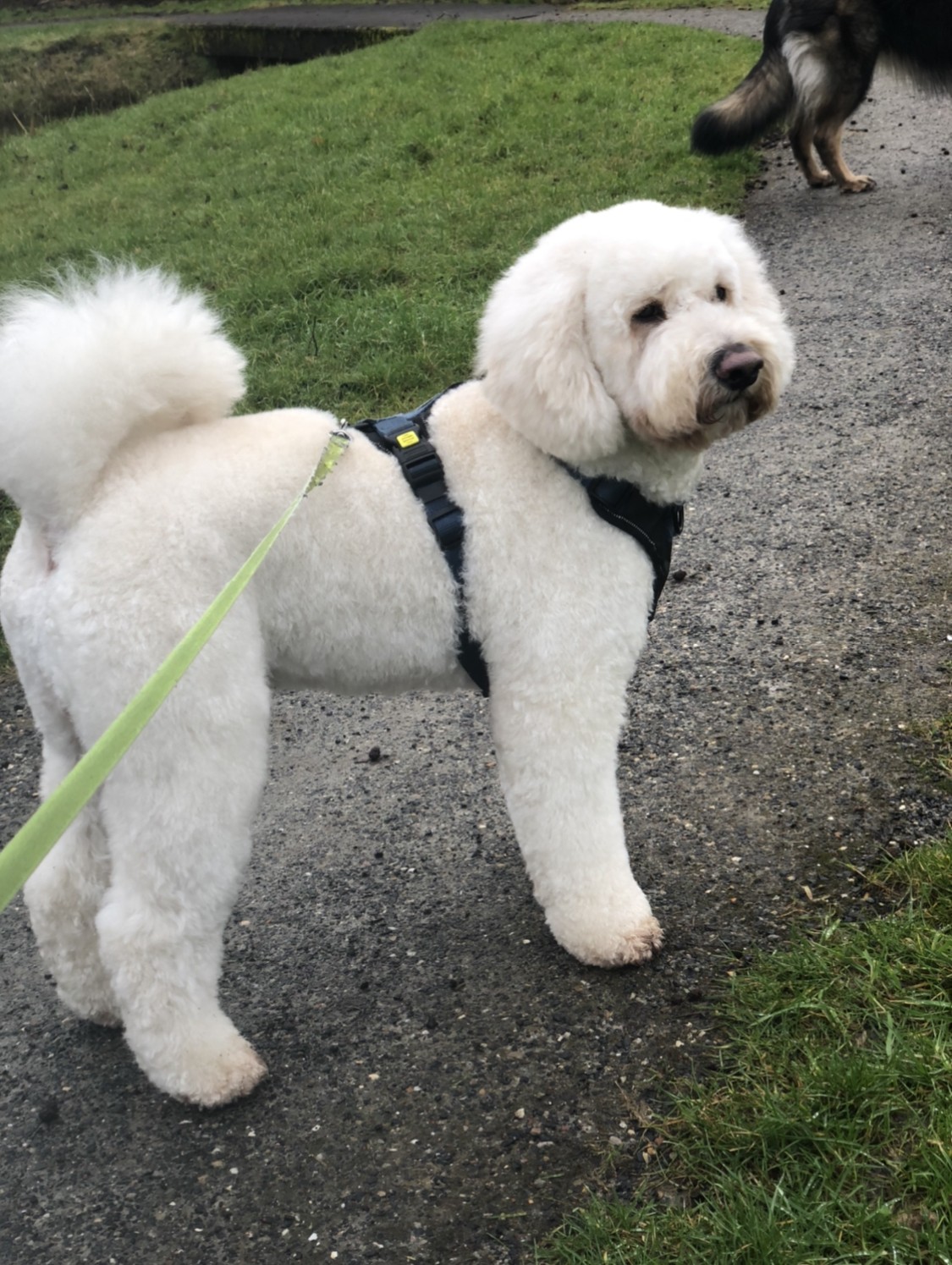 Een witte, pas geknipte hond staat buiten aan de lijn